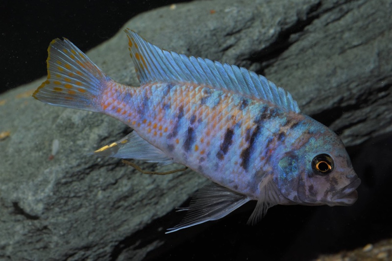 Maylandia zebra 'Chizumulu Island'